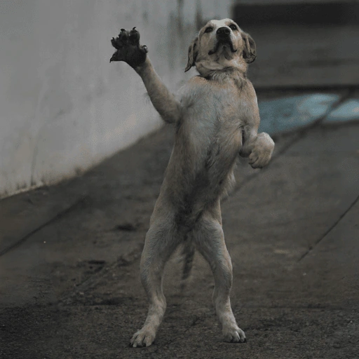 Edited small dog standing upright