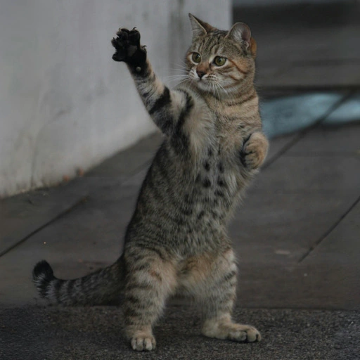 Original gray cat standing upright