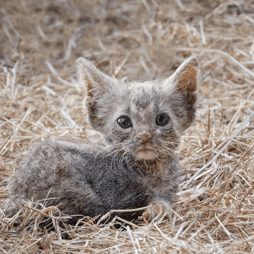 Edited kitten in dry grass