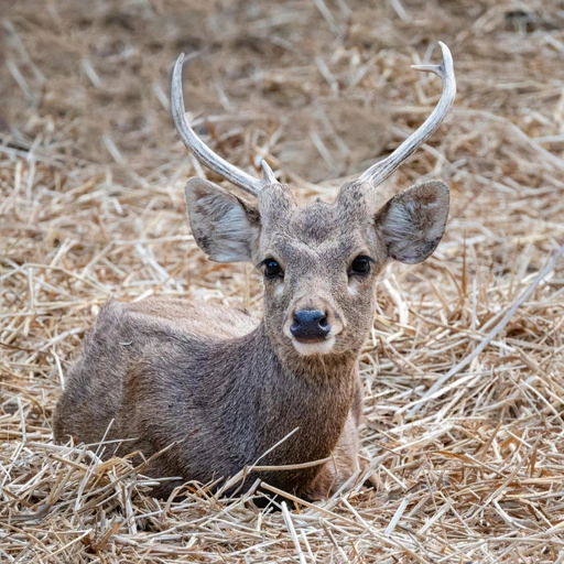 Original young deer in dry grass