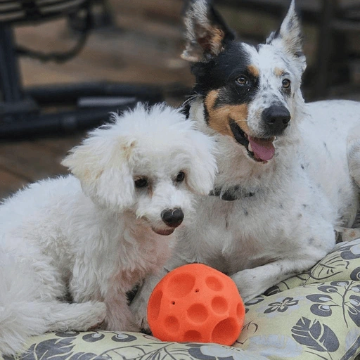 Edited image of two dogs laughing