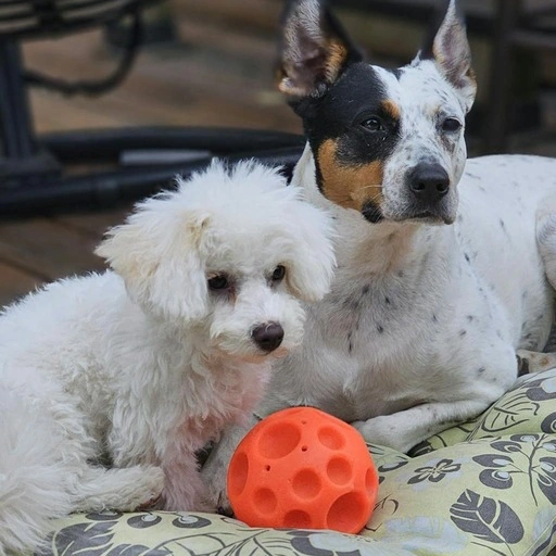 Original image of two dogs