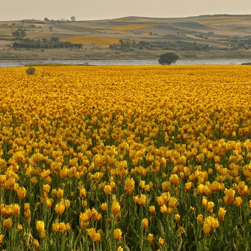 Edited tulip field