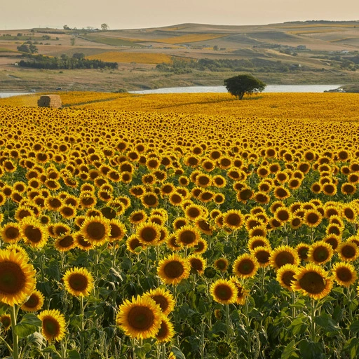 Original sunflower field